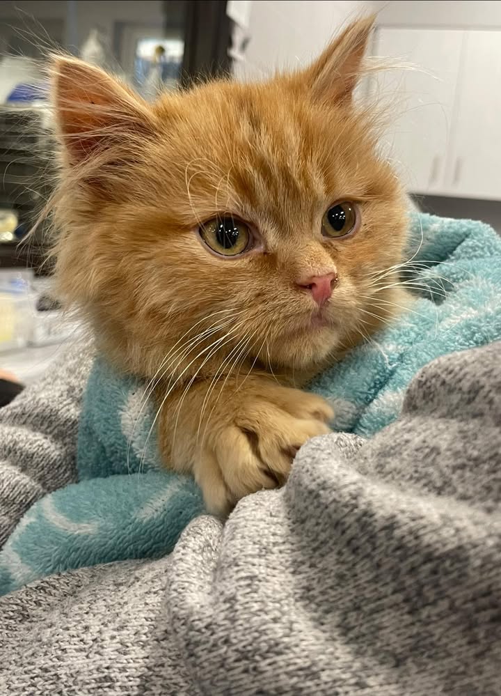 Today is National Cuddle Up Day 🐾