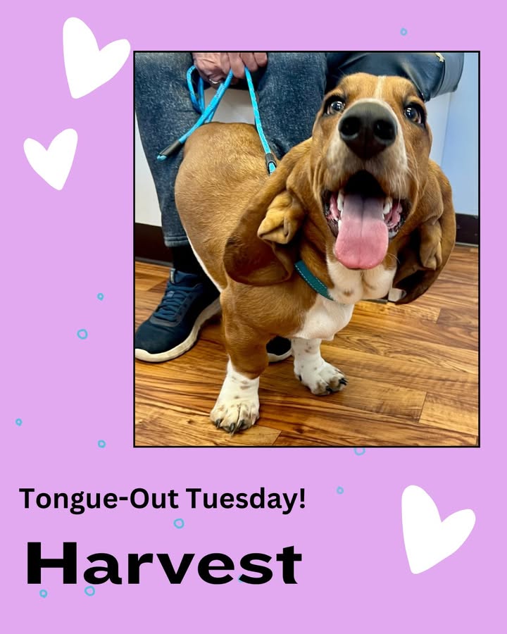For tongue-out Tuesday, we present the adorable and oh-so friendly Harvest!