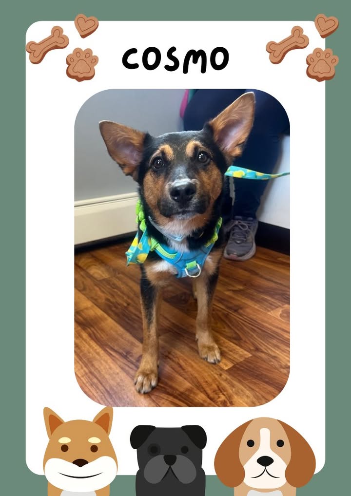 Earlier this month we welcomed Cosmo to our practice!
