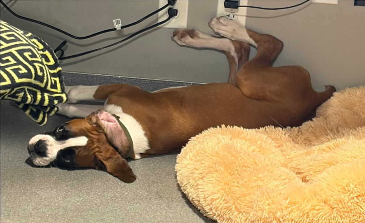 Photos from Orion Animal Hospital's post