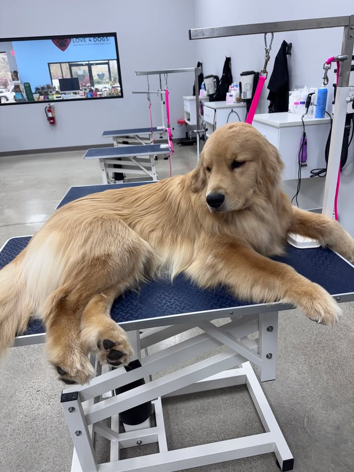 Just chillin waiting for Jaden to trim my feet and feathers...❤️🐾