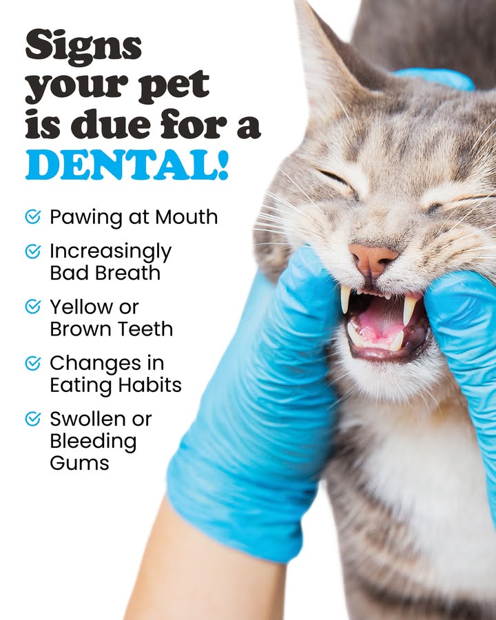 Is your pet’s breath a little…stinky?