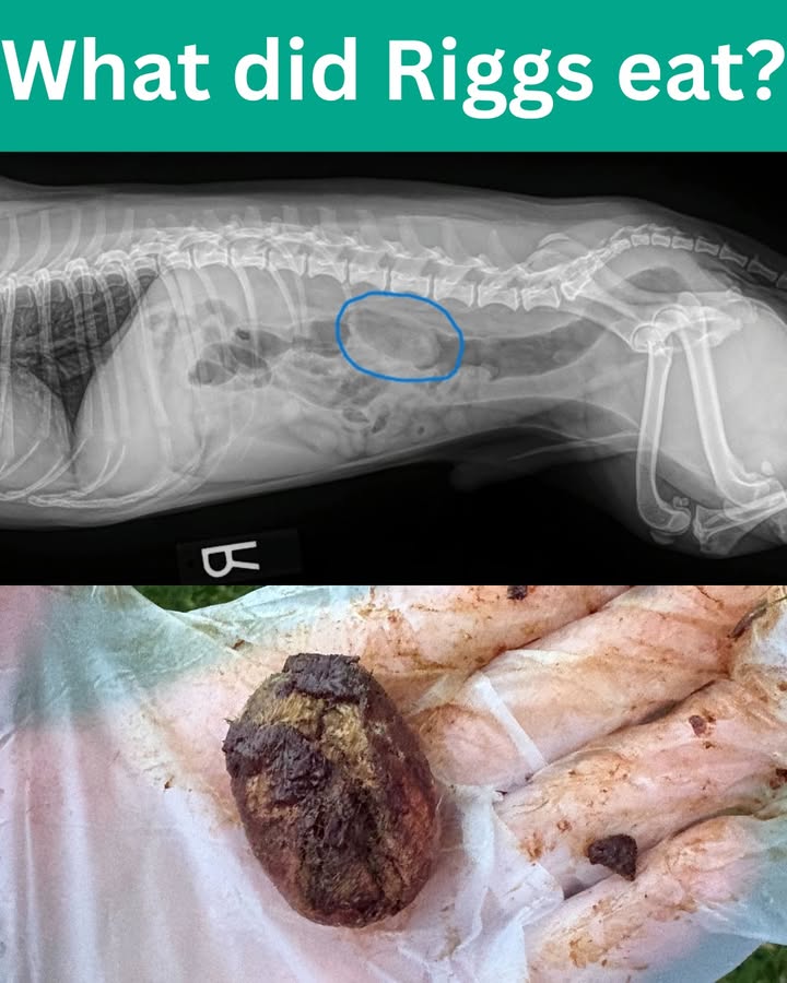 When Riggs stopped eating and acting like himself, his owner knew something was wrong