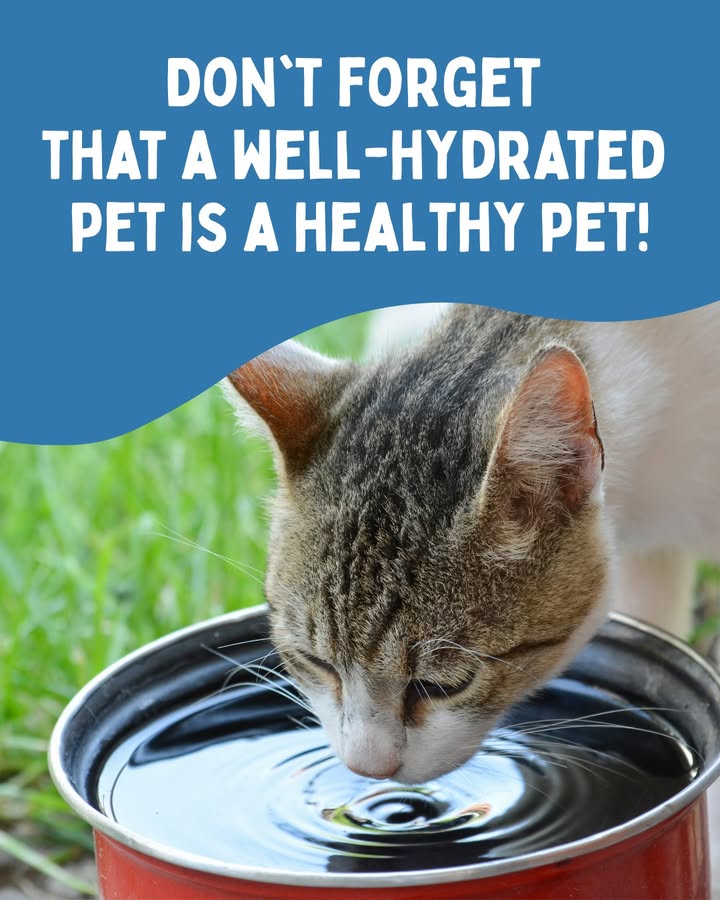Don't forget that a well-hydrated pet is a healthy pet!💧Fresh water, shade, and regular breaks during outdoor play help keep pet...
