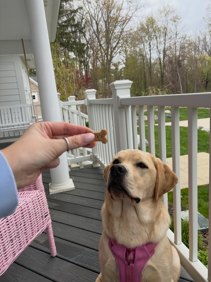 Focus 🤤

#healthydogma #dogtreats #labrador