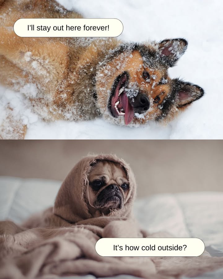 Which one is your dog? 😂 Comment down below!