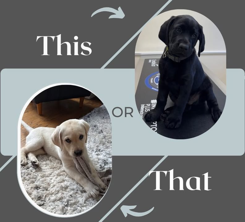 🐾 This or That?