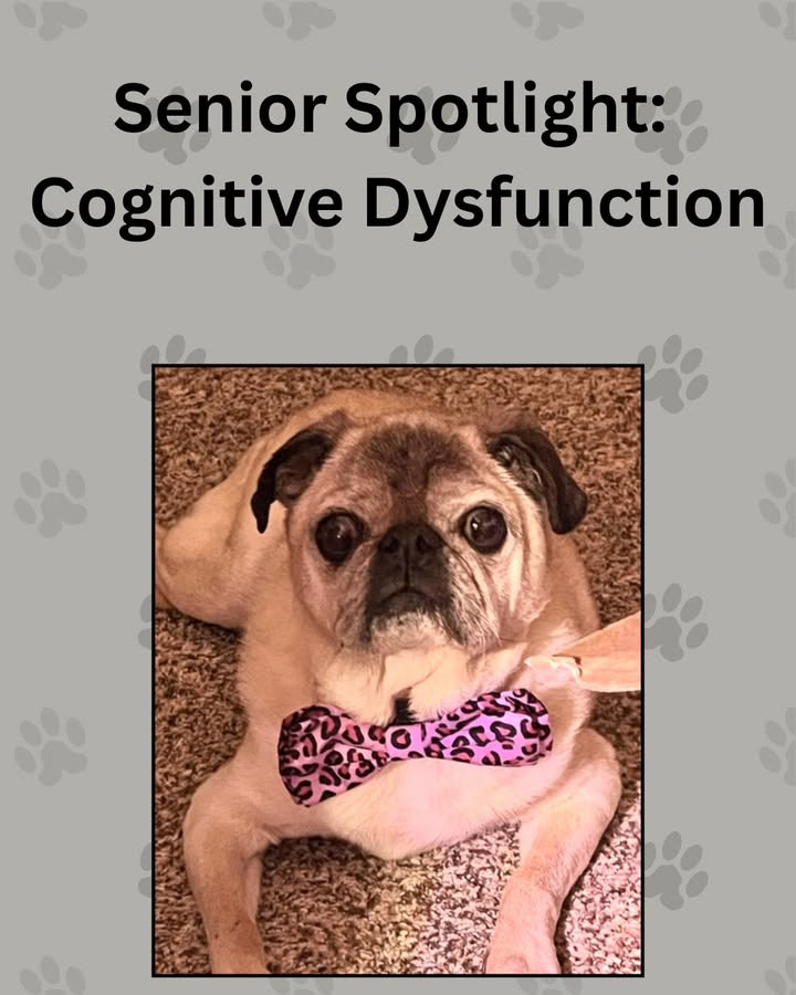 Canine Cognitive Dysfunction Syndrome is a condition similar to Alzheimer's disease in humans, and it affects more than half of ...