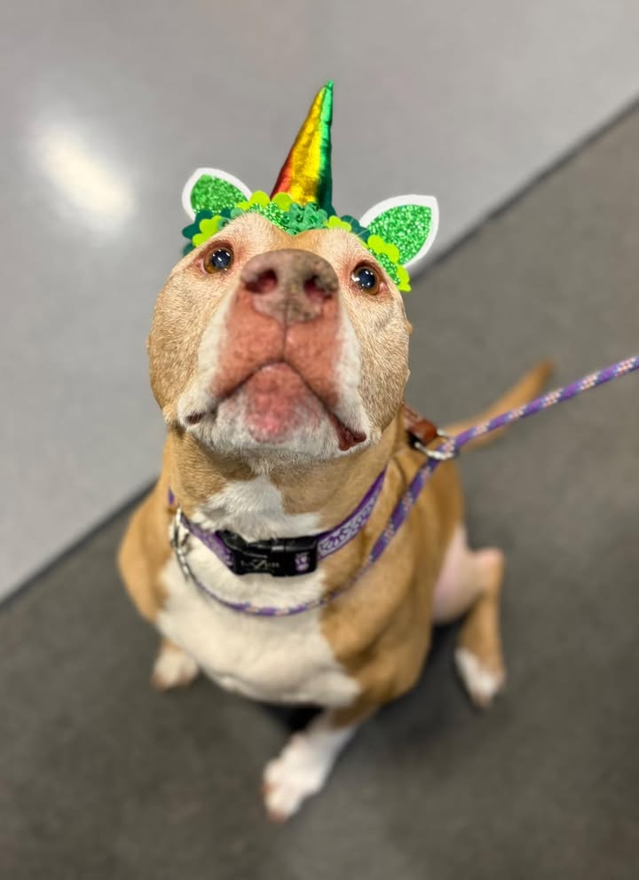 Photos from Orion Animal Hospital's post