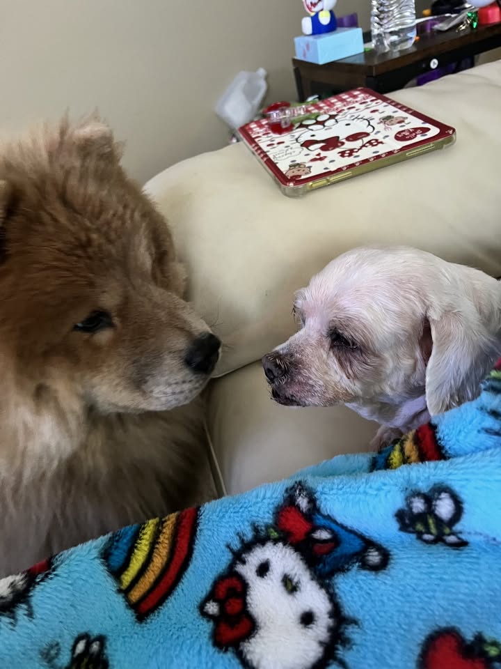 Photos from Pet Passages - Lake Orion, MI Dignified Pet Cremation's post