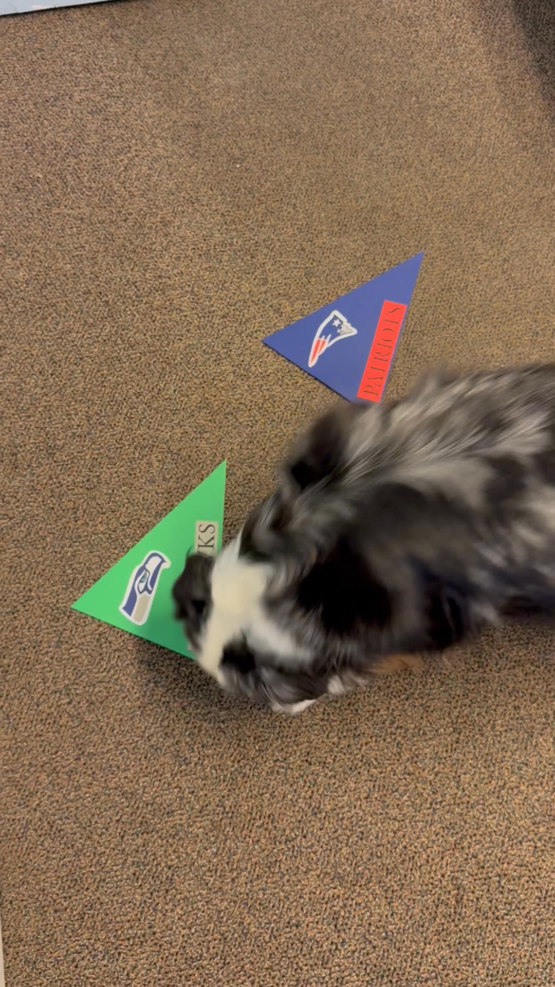 🐾🏈 SUPER BOWL PREDICTION TIME 🏈🐾