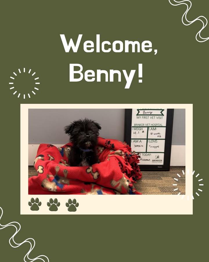 We got to see the cutest little ball of fluff when Benny recently came to see us