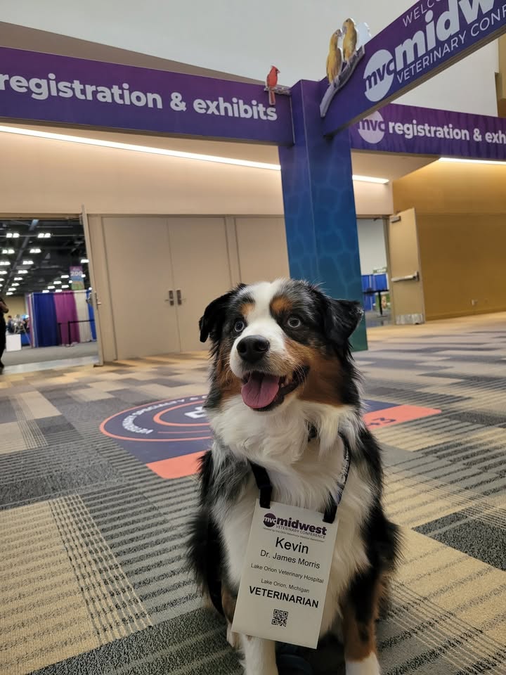 🐾 Chap’s Diary Entry – Midwest Veterinary Conference Plot Twist 🐾
