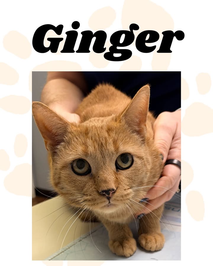 Ginger recently came to see us, and she was very patient for her vaccinations and nail trim