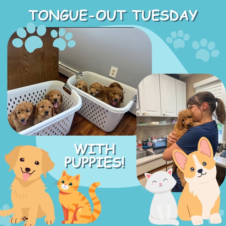 For this week's tongue-out Tuesday, we present a group of goldendoodle puppies!