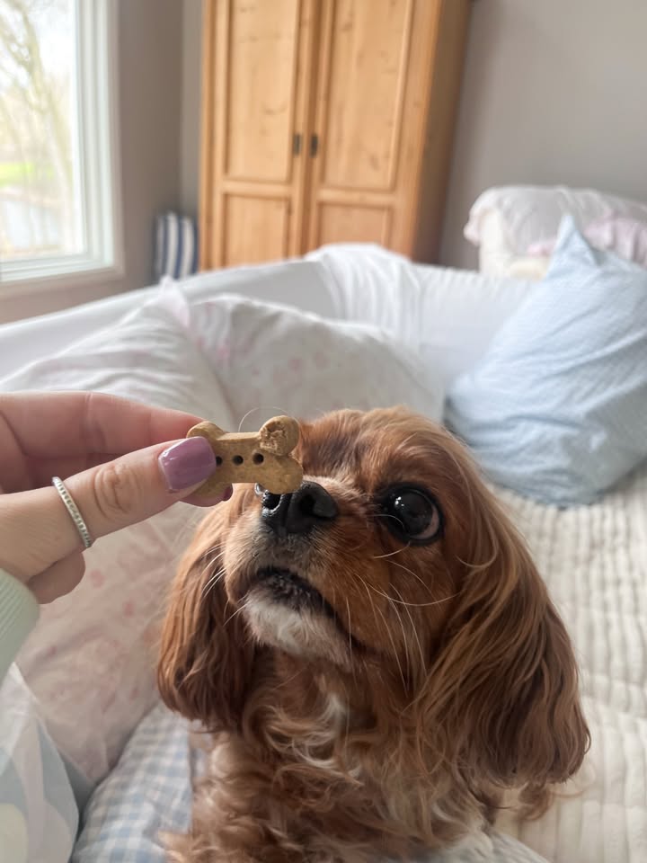 When the treat is THIS close and you’re trying to stay composed 😭🐾✨