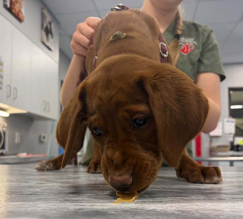 Photos from Orion Animal Hospital's post