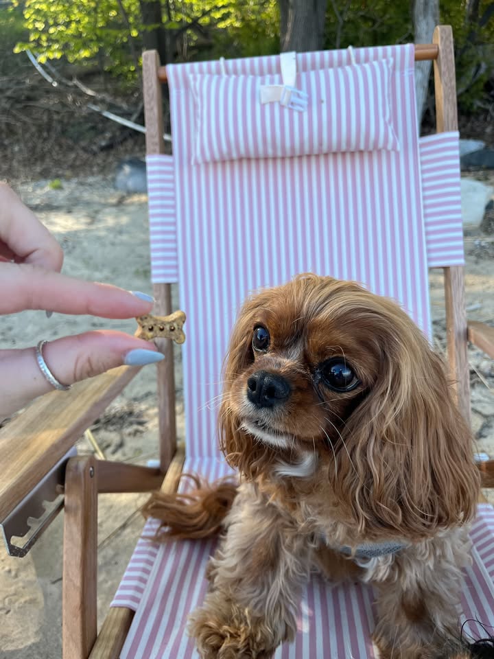 Photos from Healthy Dogma's post