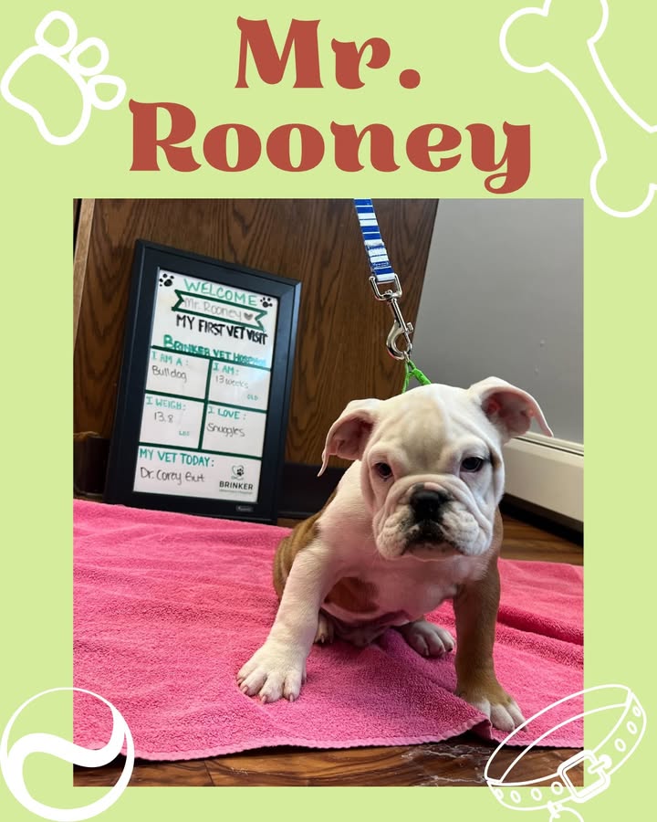 Wrinkly Mr. Rooney was definitely the highlight of our day when he came to see Dr