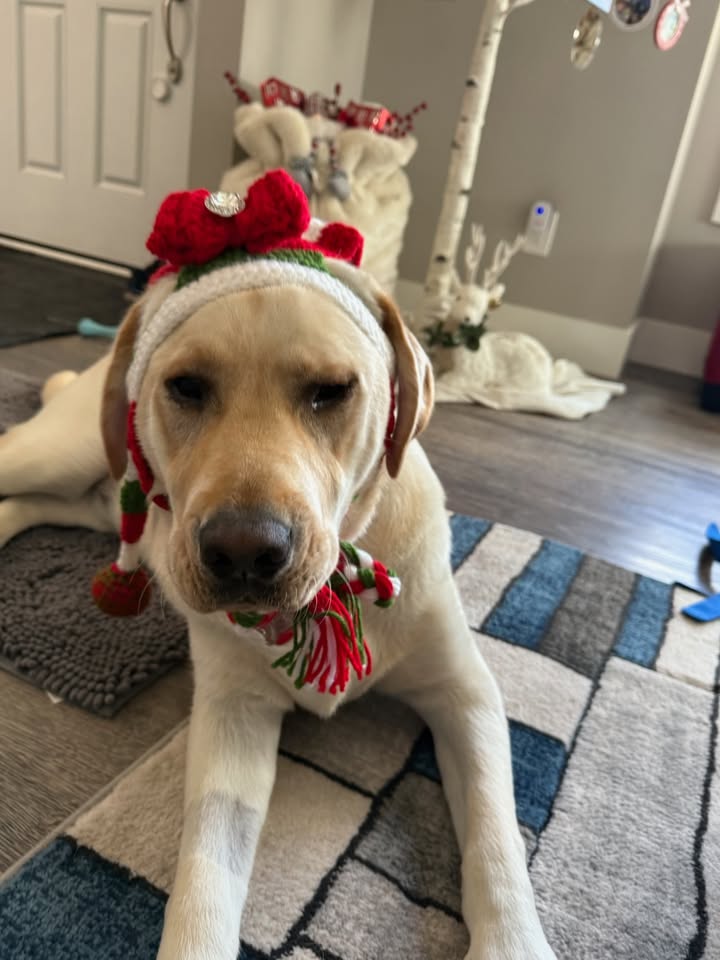 🎁 Charlie would like to formally file a complaint about his holiday attire