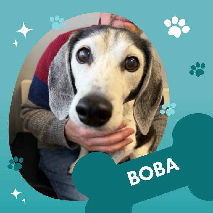 Would you believe Boba is 16 1/2 years old???