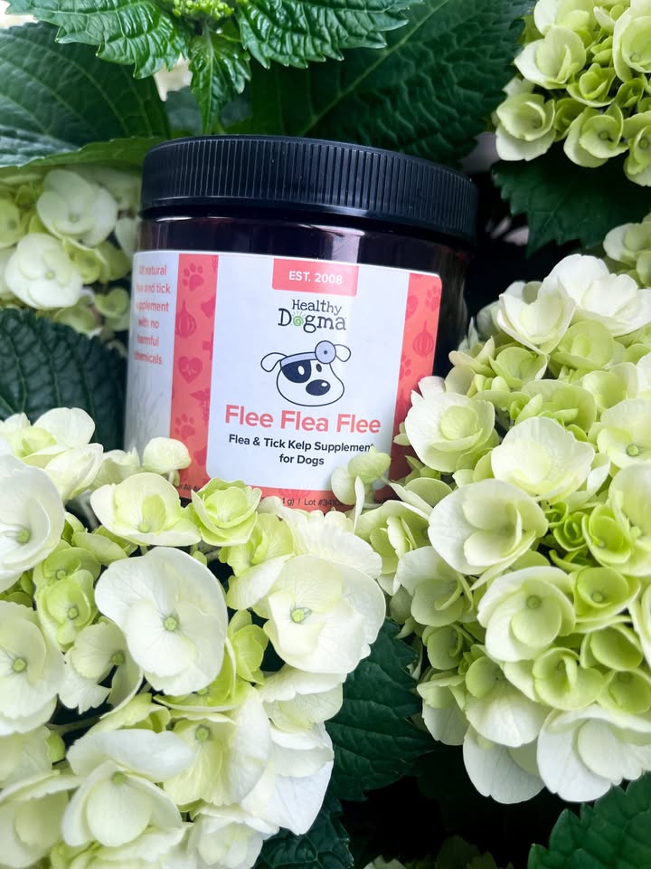 Warmer weather means more adventures—and more fleas & ticks 🐾 Don’t forget to stay protected with Healthy Dogma’s flee flea flee...