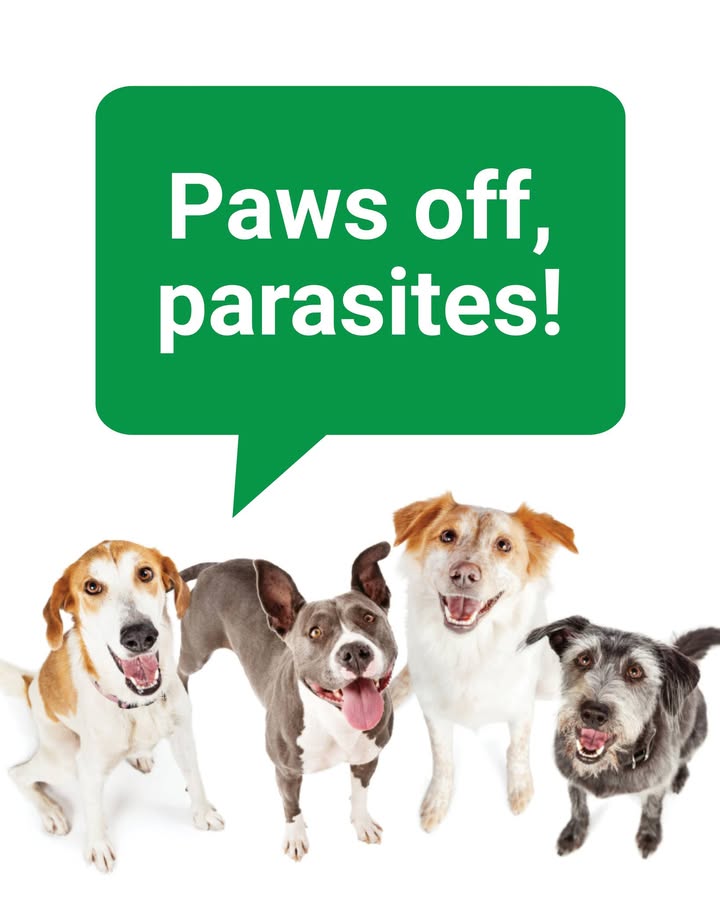 When you buy heartworm, flea, and tick meds from our hospital, here’s what you can expect