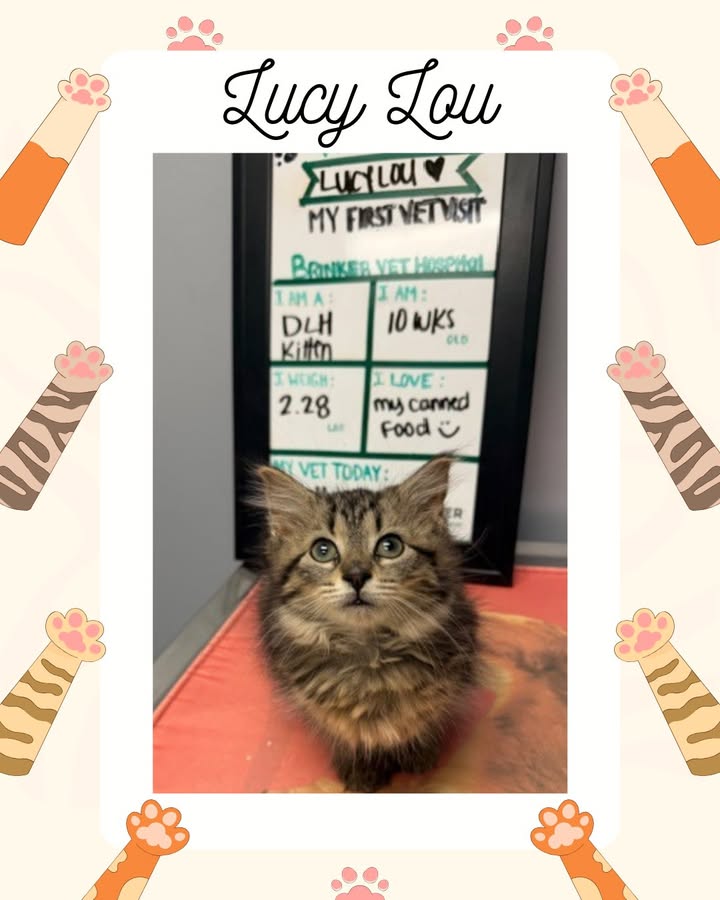 We could not have asked for a cuter patient when we saw Lucy Lou for her very first vet visit with Dr