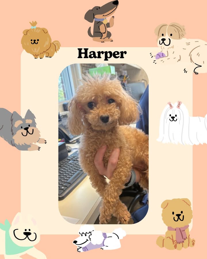 Cute and fuzzy Harper was recently seen at our clinic and stole all of our hearts!
