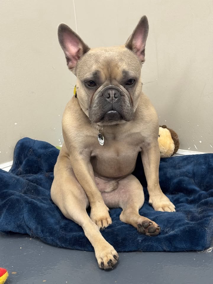 Loving Life at Love 4 Dogs! 😁 ❤️🐾