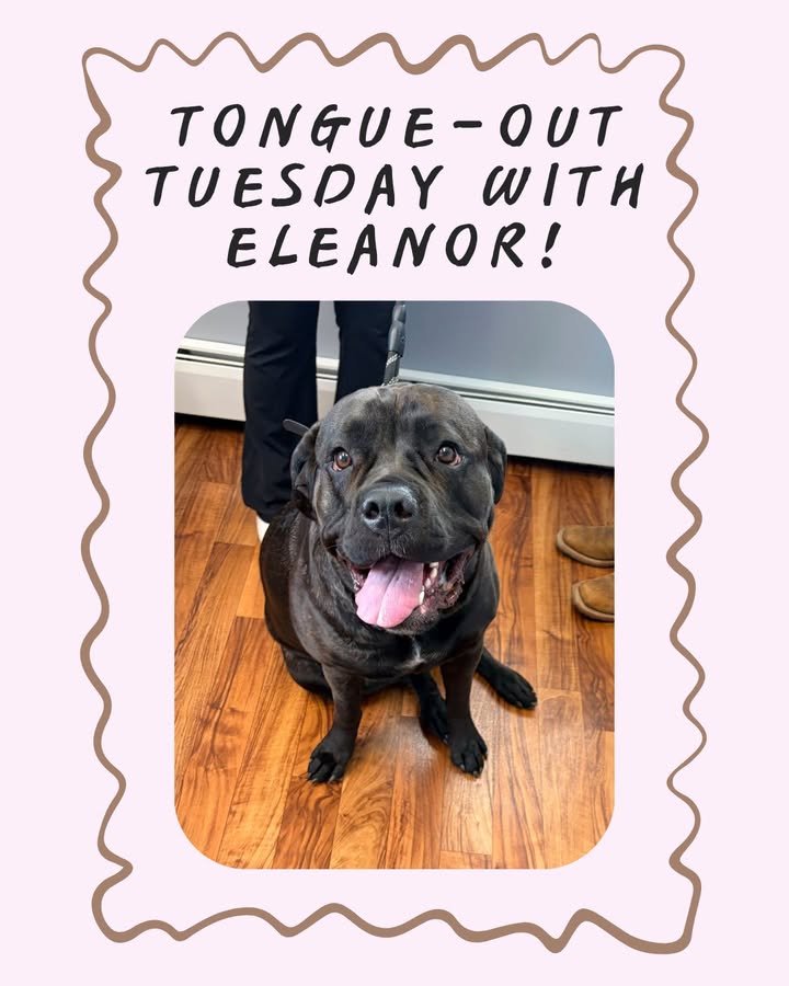 We recently welcomed Eleanor to our practice, and she has quickly become a staff favorite!