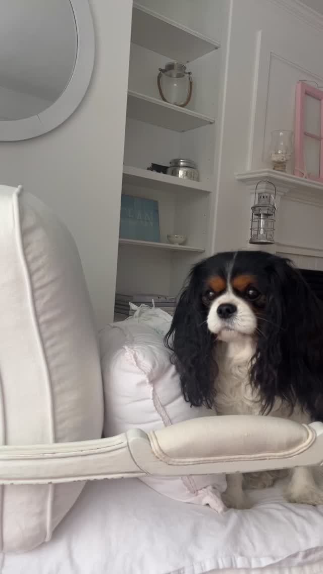 Fill it up with Healthy Dogma 💙🌱