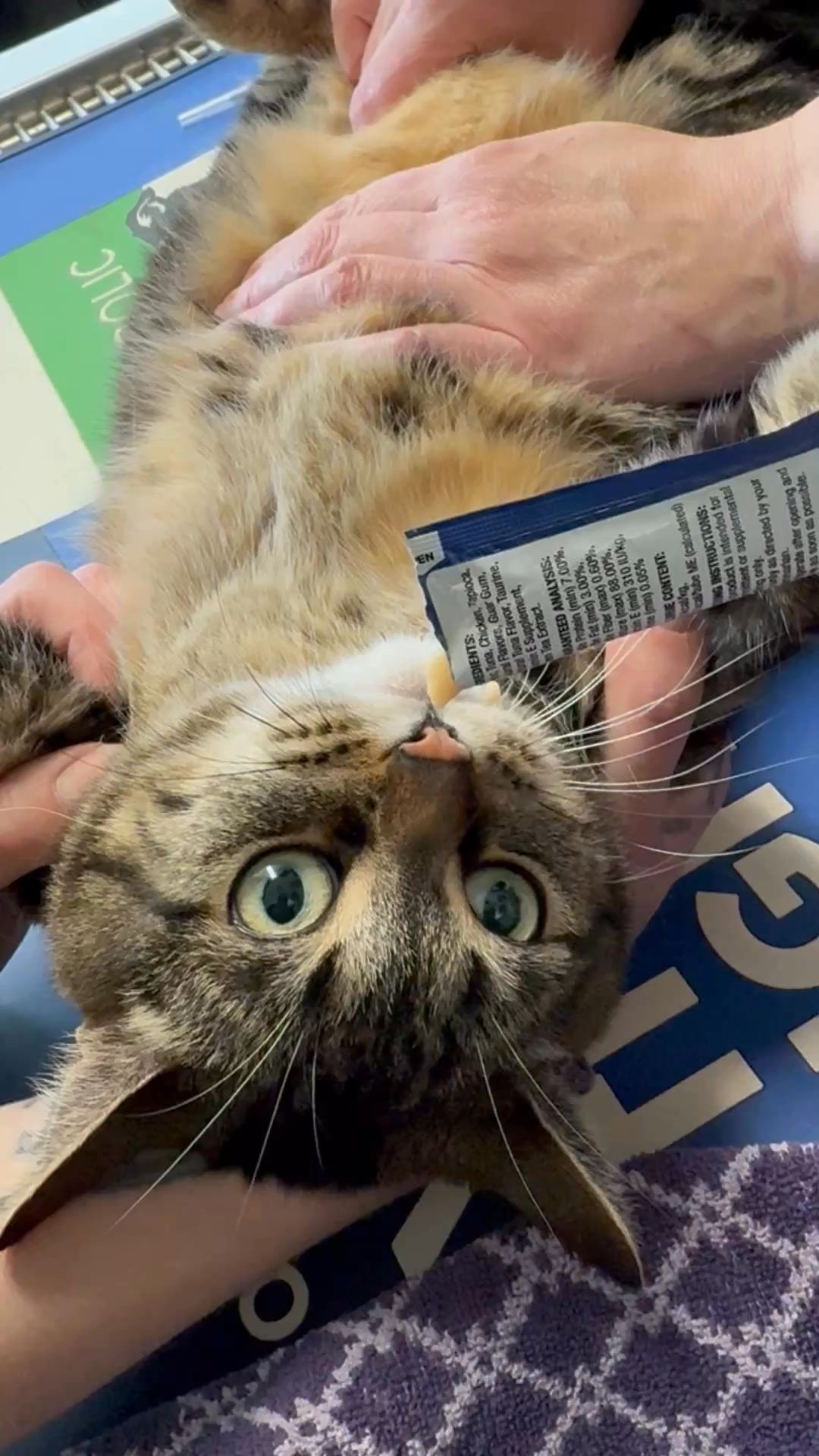 Gizzy's priorities are clear: snacks first, everything else second