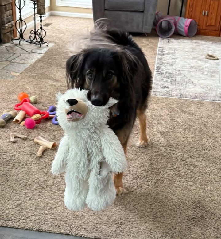 Someone loves their new Tall Tails Bear!