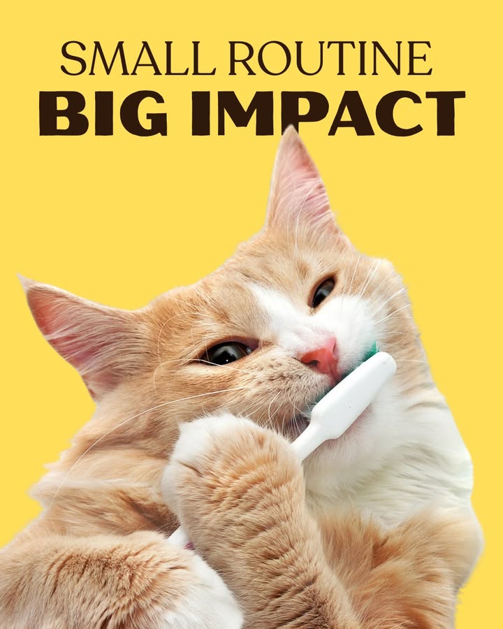 Dental health is an important part of your pet’s overall wellness