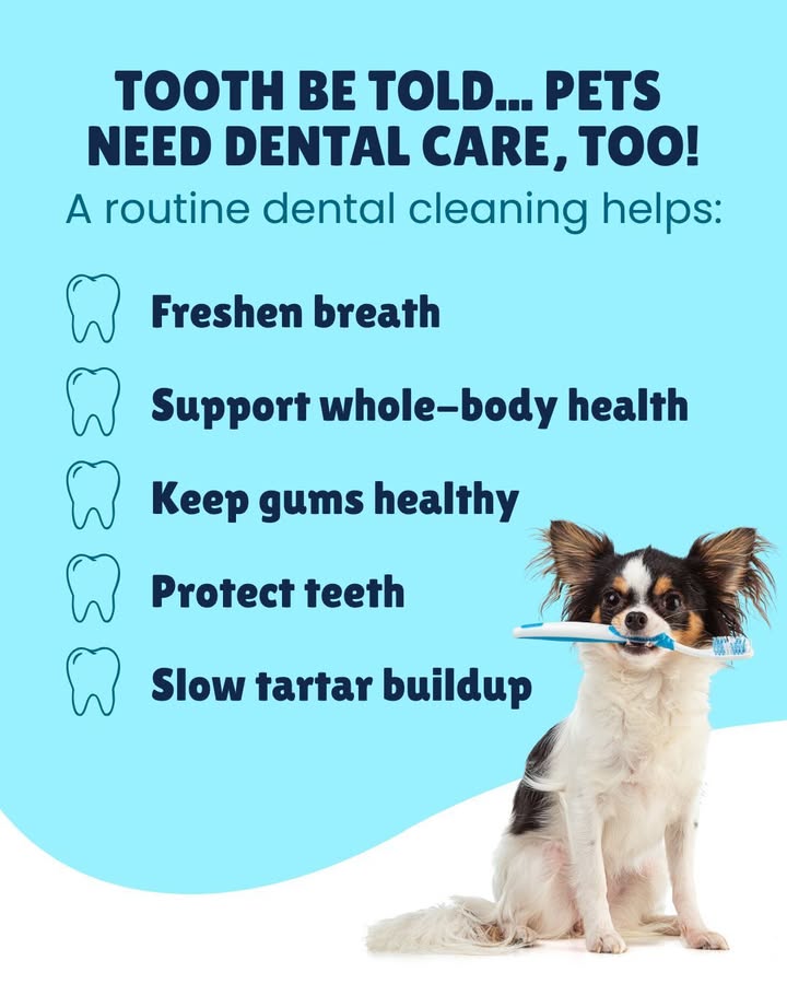 Your pet's smile is priceless