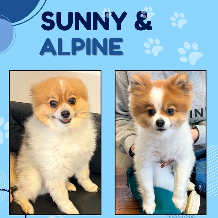 Siblings Sunny and Alpine recently came to see us for vaccines