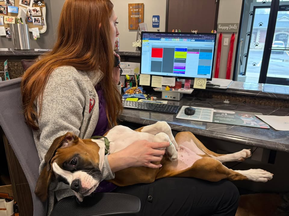 Photos from Orion Animal Hospital's post