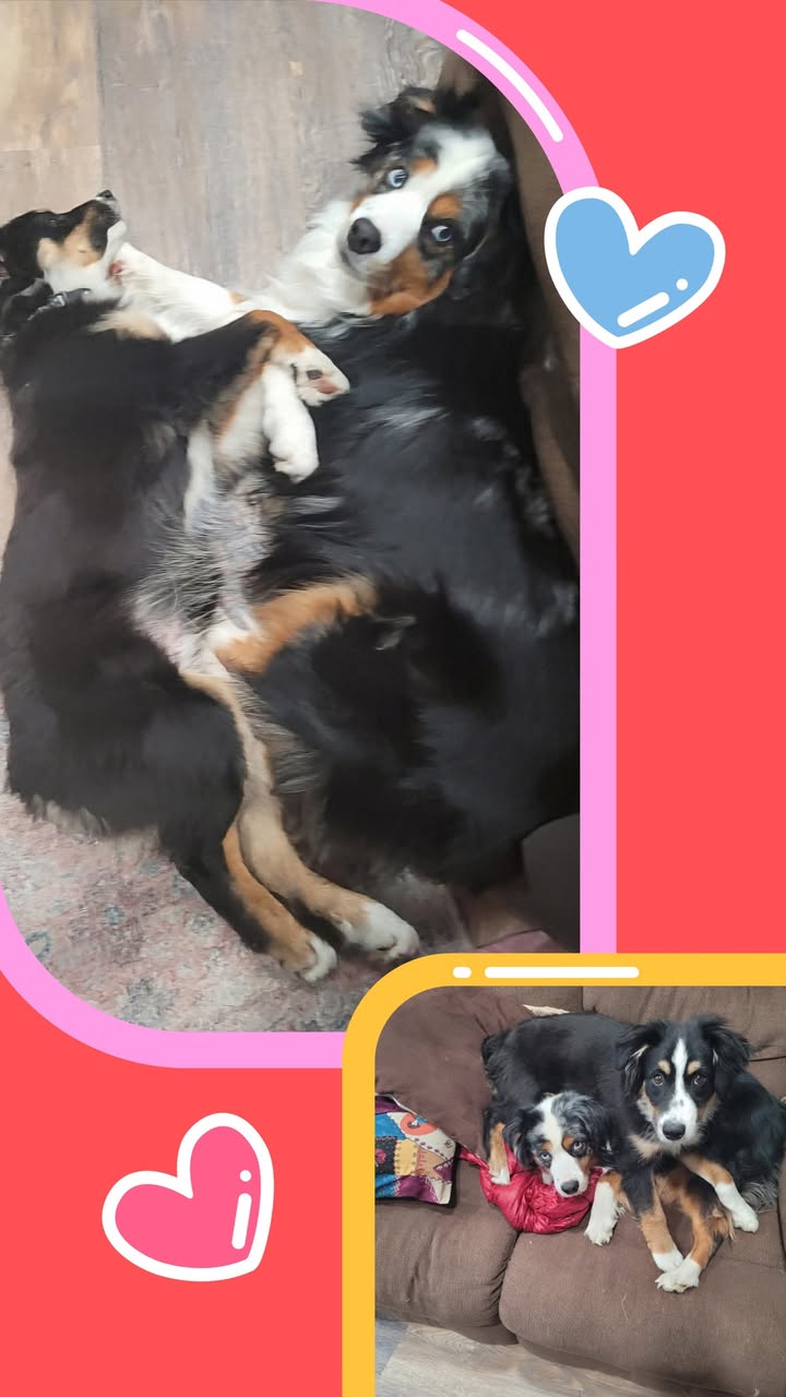 🐾 Chap’s Diary –  Having a “Puppy Brother” 🐾