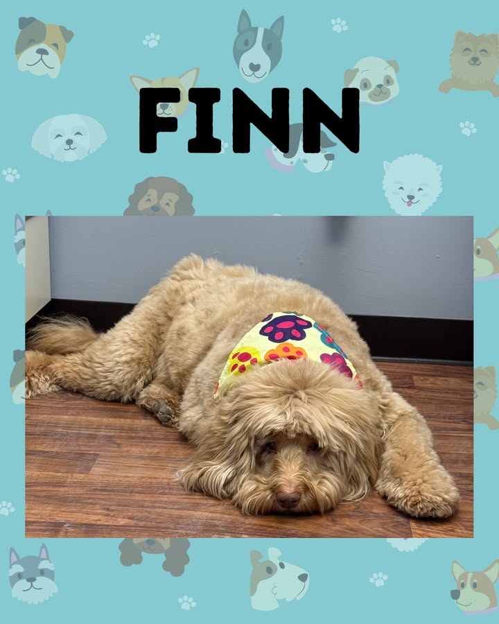 Finn recently came in to see Dr