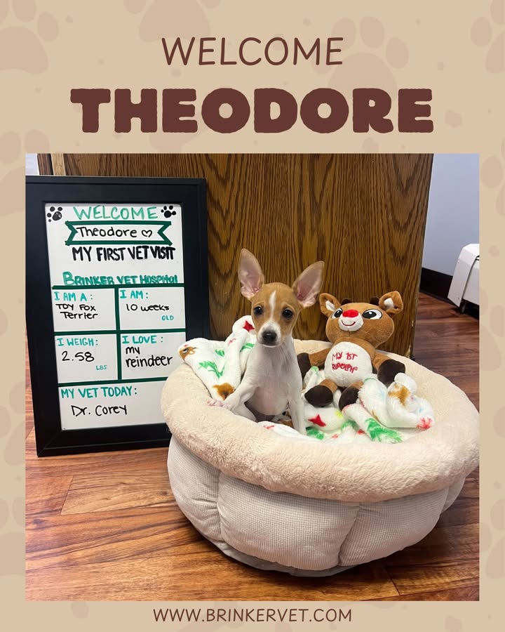 Welcome, Theodore!
