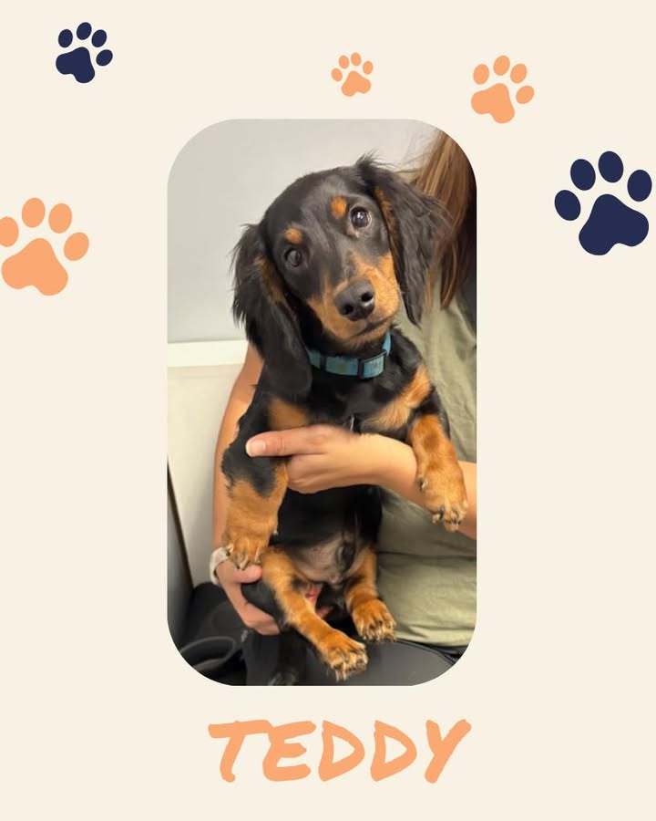 Teddy recently saw us for a checkup, and we could not get over this face!