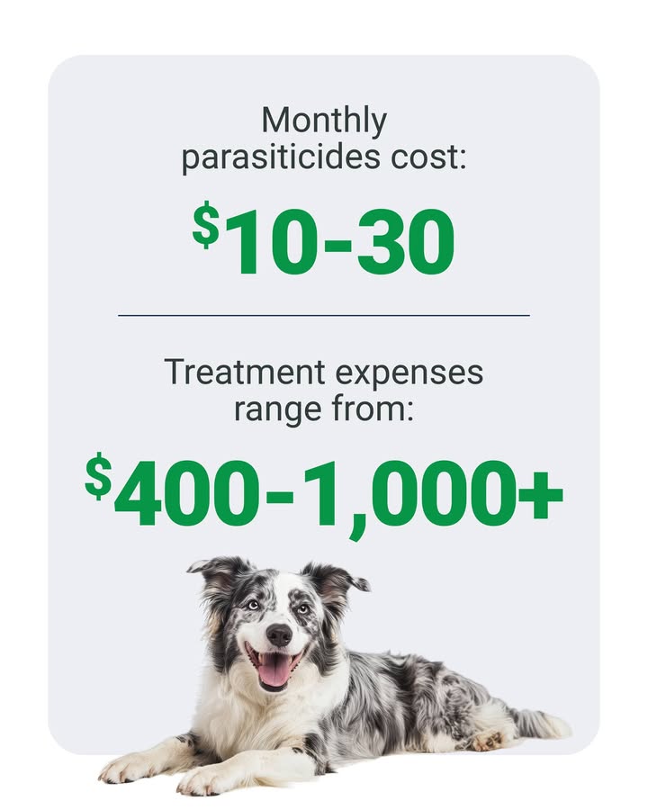 Heartworm, flea, and tick parasiticides protect your pet from diseases that are much harder (and more expensive) to treat than p...