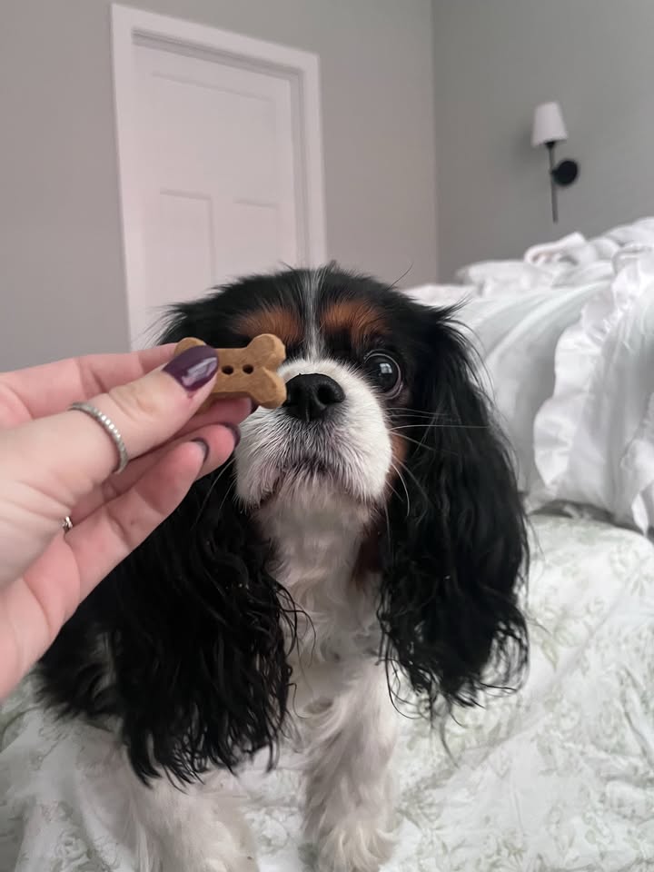 Photos from Healthy Dogma's post