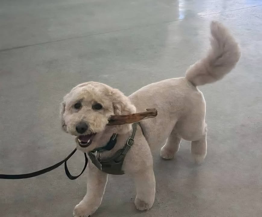 Photos from Love 4 Dogs's post
