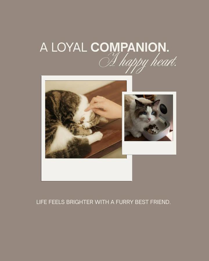 Today on National Pet Memorial Day, we pause to remember the beloved pets who left paw prints on our hearts forever, who brought...