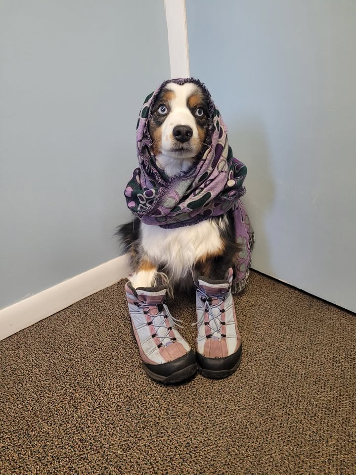 Chap’s Winter Diary Entry: