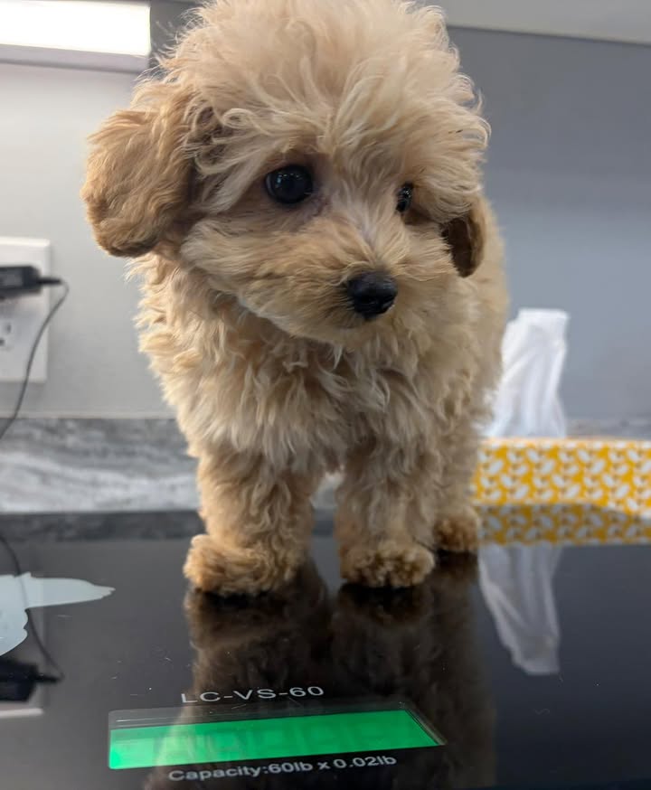 Photos from Orion Animal Hospital's post