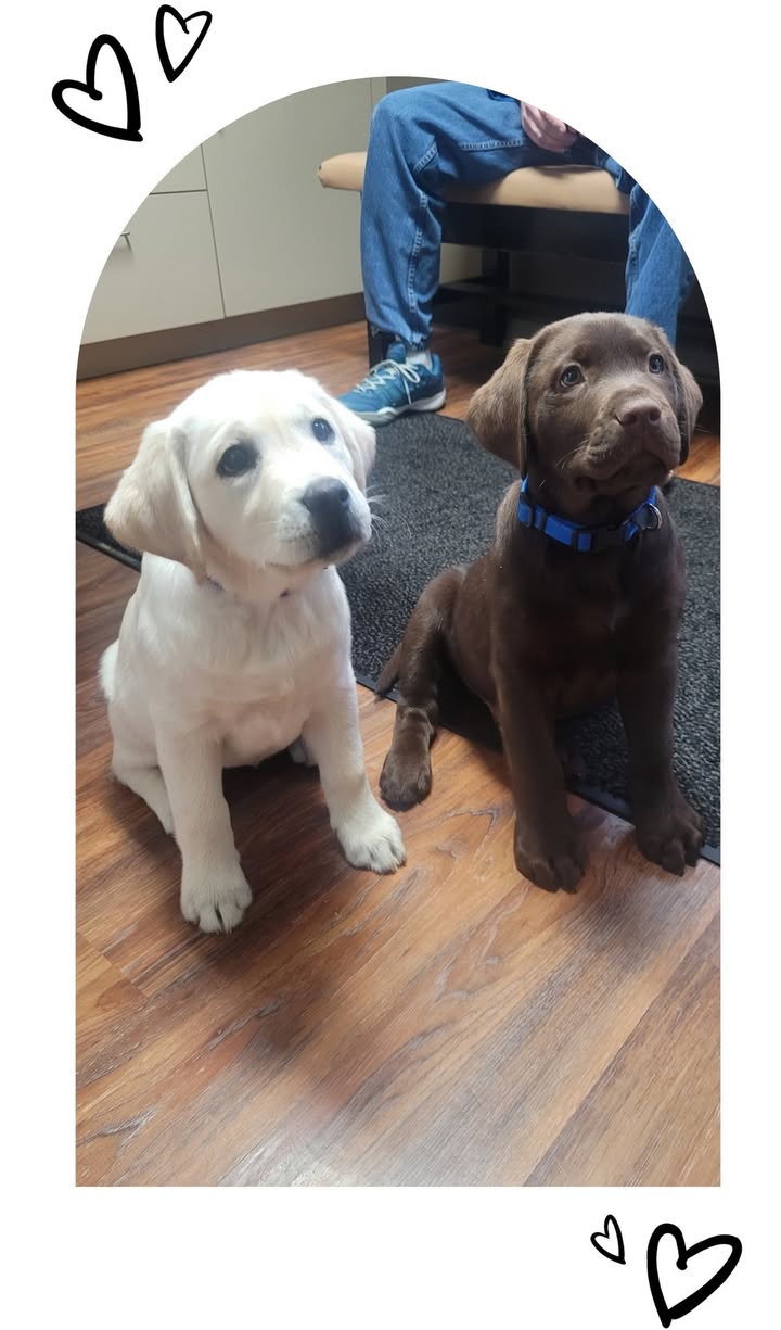 Meet Moose and Maple — the sweetest little duo melting hearts everywhere they go