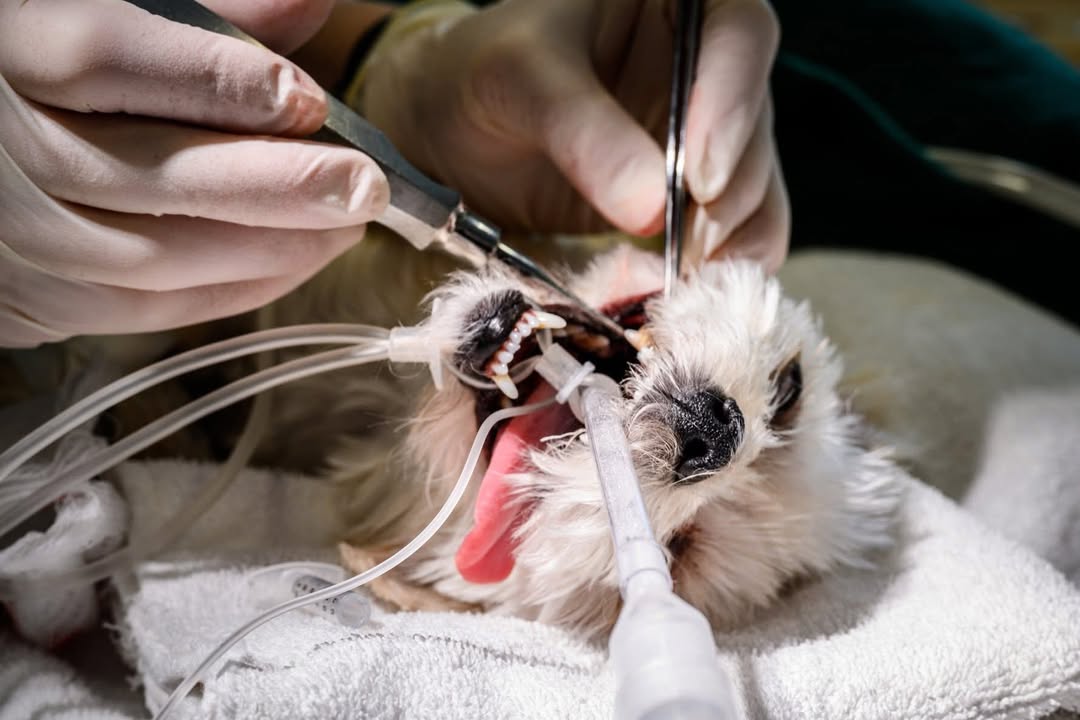 Photos from Orion Animal Hospital's post